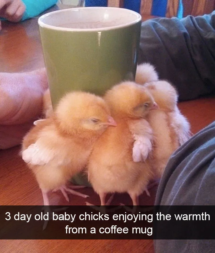 175 Hilarious Animal Snapchats Guaranteed To Make You Laugh Out Loud