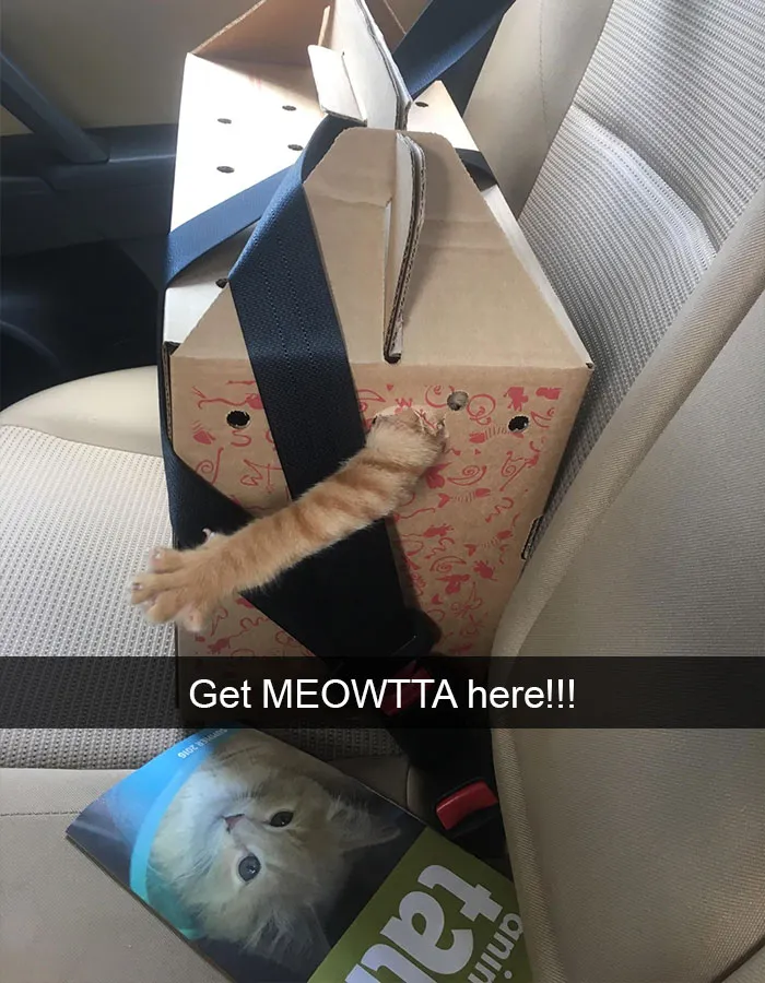 175 Hilarious Animal Snapchats Guaranteed To Make You Laugh Out Loud
