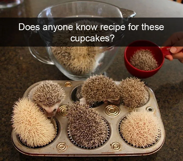 175 Hilarious Animal Snapchats Guaranteed To Make You Laugh Out Loud