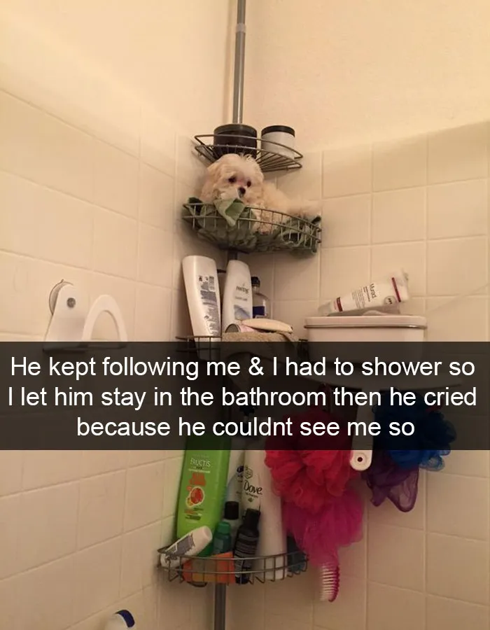 175 Hilarious Animal Snapchats Guaranteed To Make You Laugh Out Loud