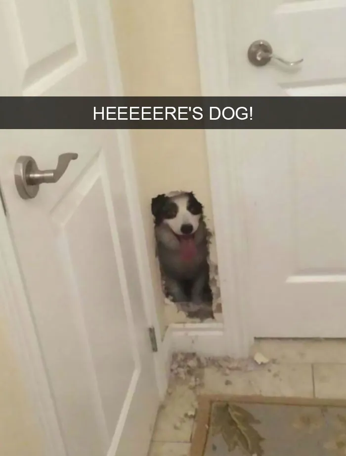 175 Hilarious Animal Snapchats Guaranteed To Make You Laugh Out Loud