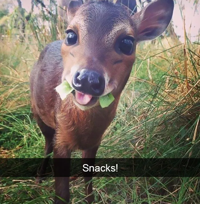 175 Hilarious Animal Snapchats Guaranteed To Make You Laugh Out Loud