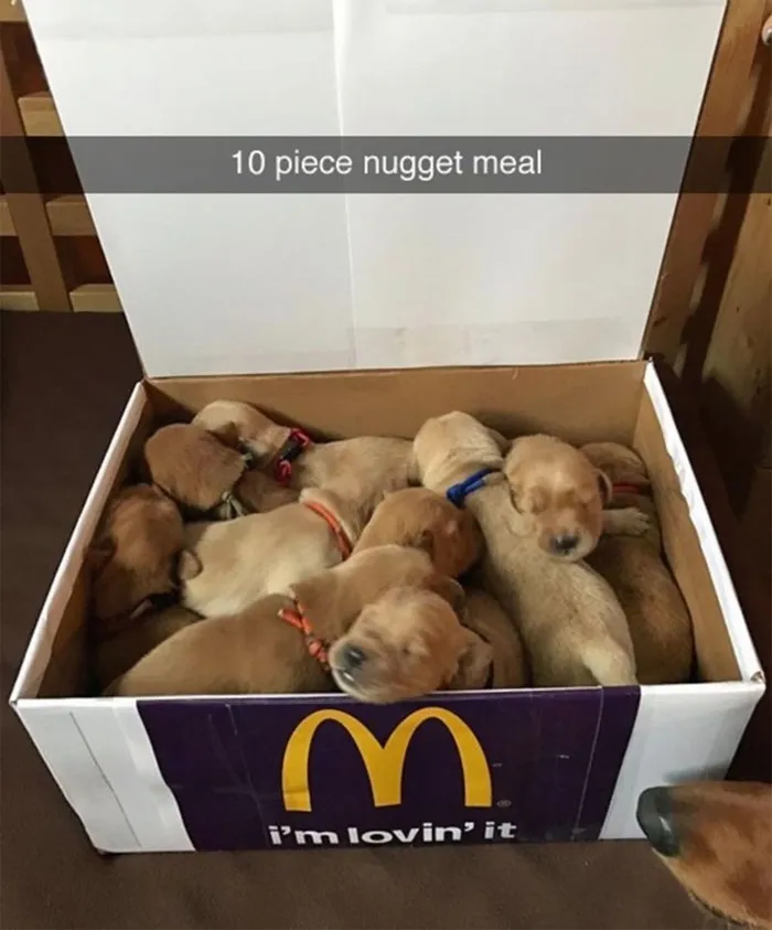 175 Hilarious Animal Snapchats Guaranteed To Make You Laugh Out Loud