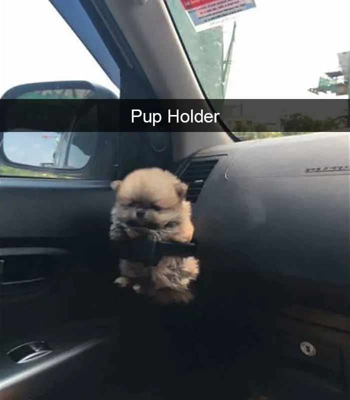 175 Hilarious Animal Snapchats Guaranteed To Make You Laugh Out Loud