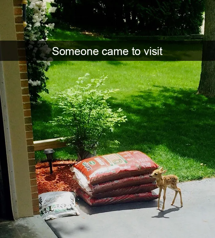 175 Hilarious Animal Snapchats Guaranteed To Make You Laugh Out Loud