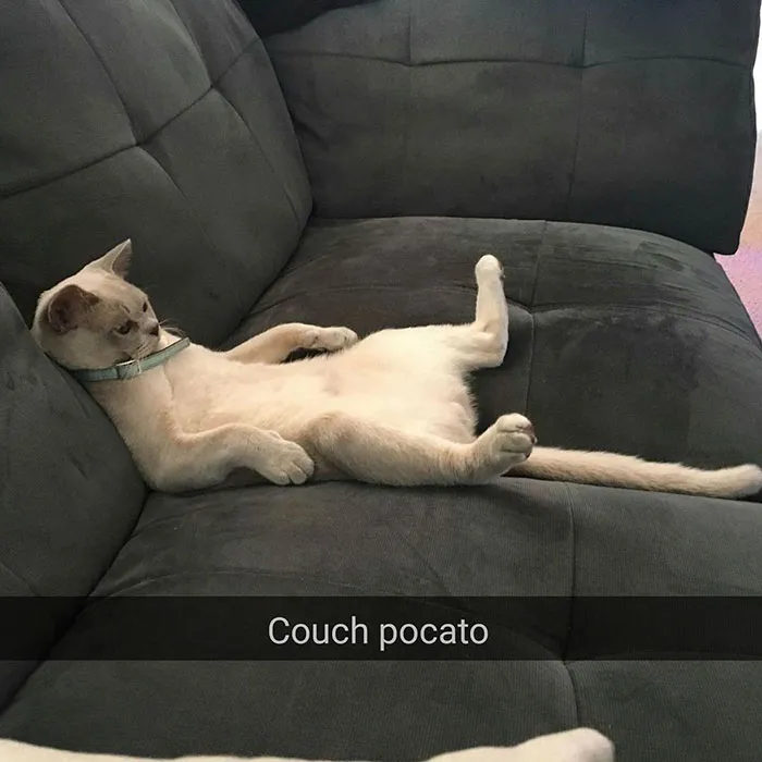 175 Hilarious Animal Snapchats Guaranteed To Make You Laugh Out Loud