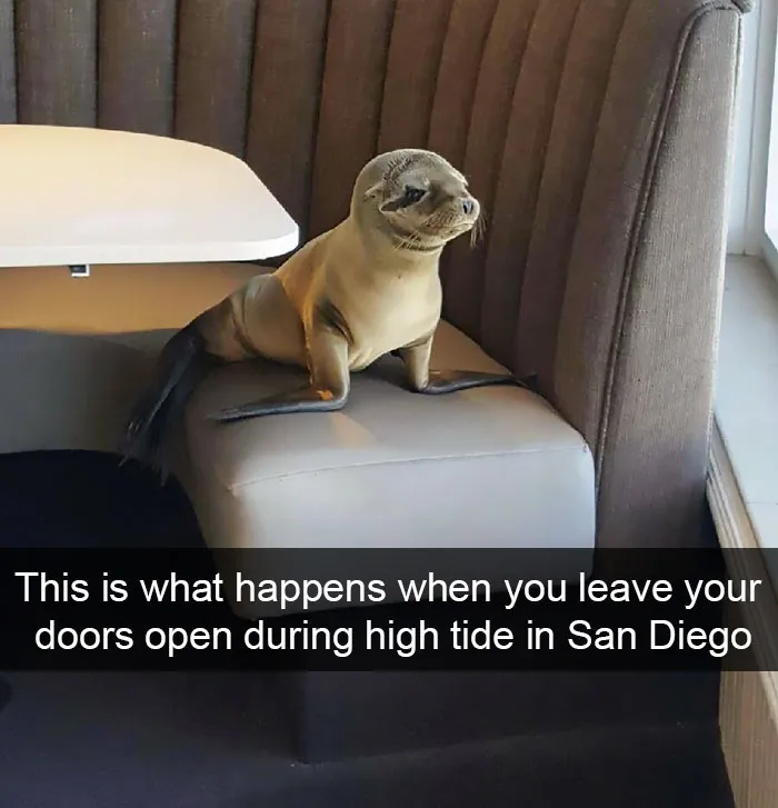175 Hilarious Animal Snapchats Guaranteed To Make You Laugh Out Loud