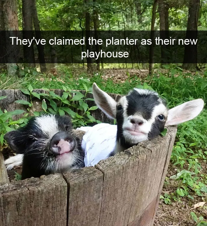 175 Hilarious Animal Snapchats Guaranteed To Make You Laugh Out Loud