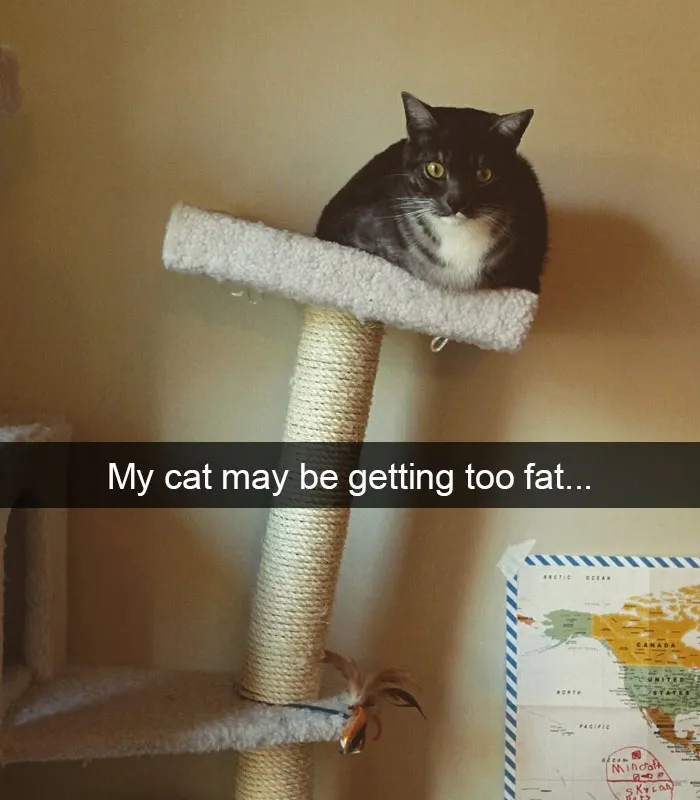 175 Hilarious Animal Snapchats Guaranteed To Make You Laugh Out Loud