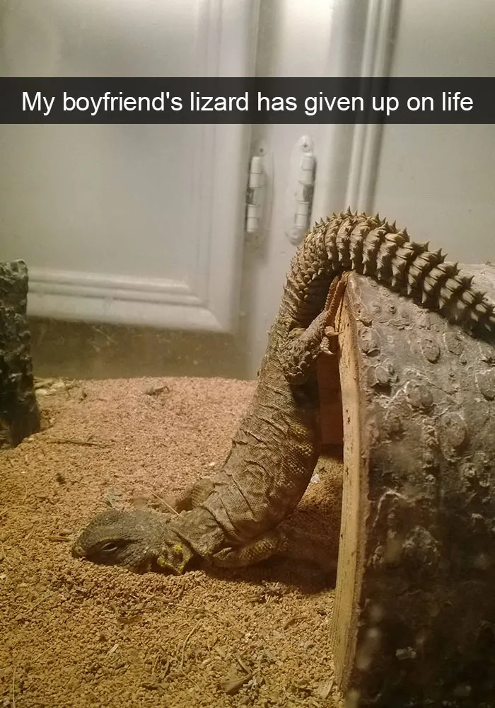 175 Hilarious Animal Snapchats Guaranteed To Make You Laugh Out Loud