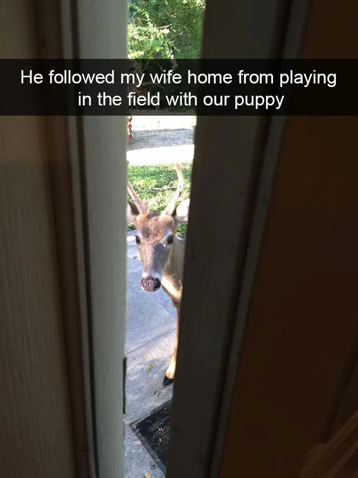 175 Hilarious Animal Snapchats Guaranteed To Make You Laugh Out Loud