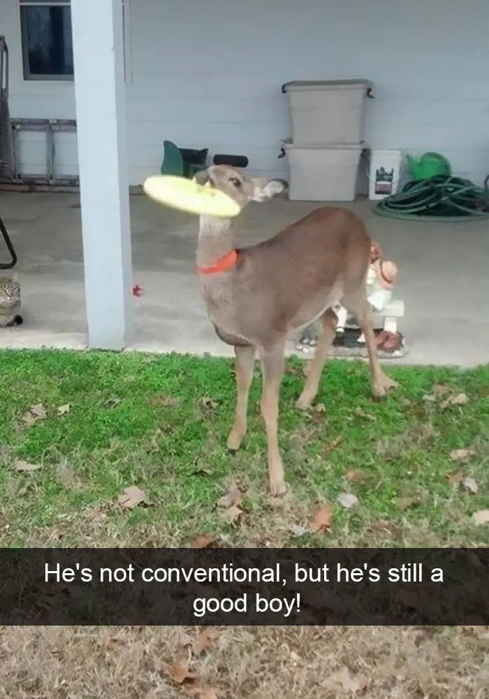 175 Hilarious Animal Snapchats Guaranteed To Make You Laugh Out Loud