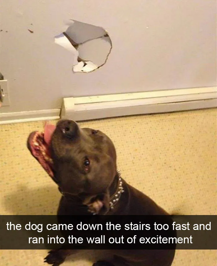 175 Hilarious Animal Snapchats Guaranteed To Make You Laugh Out Loud