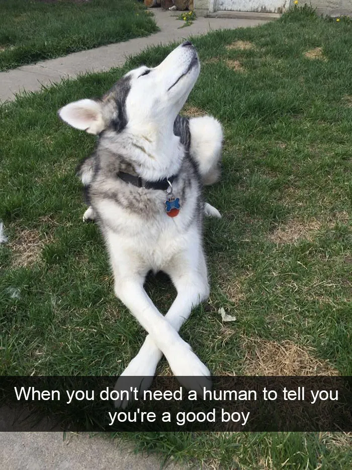 175 Hilarious Animal Snapchats Guaranteed To Make You Laugh Out Loud