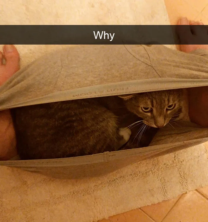 175 Hilarious Animal Snapchats Guaranteed To Make You Laugh Out Loud