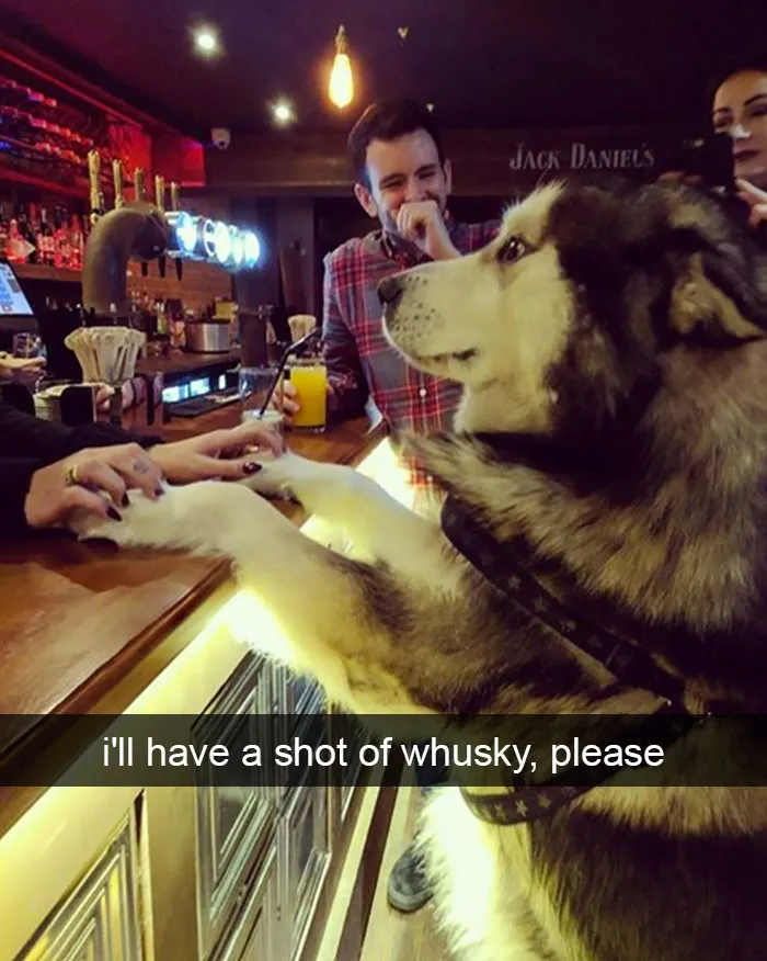 175 Hilarious Animal Snapchats Guaranteed To Make You Laugh Out Loud