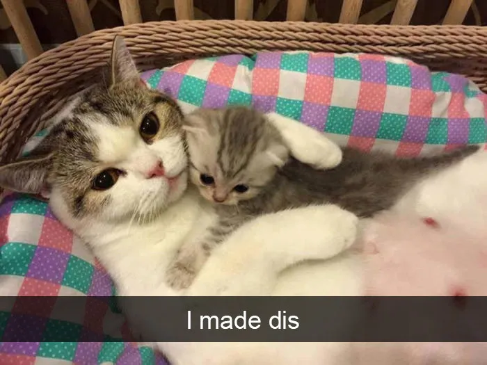 175 Hilarious Animal Snapchats Guaranteed To Make You Laugh Out Loud