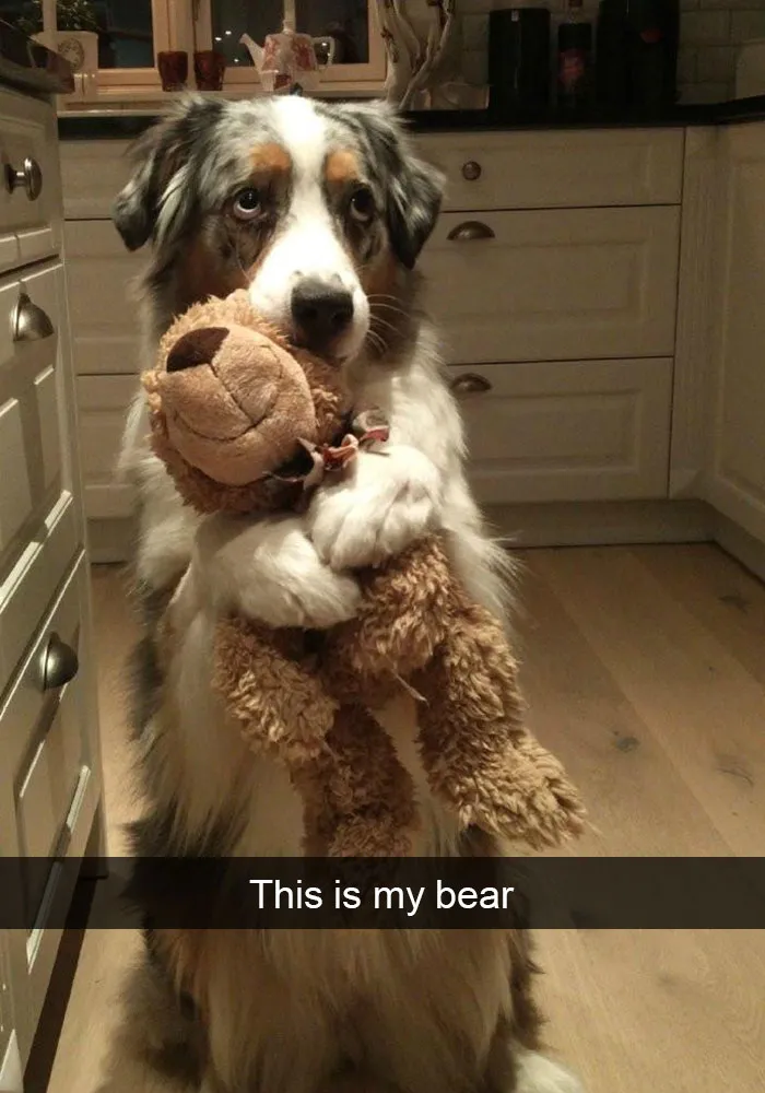 175 Hilarious Animal Snapchats Guaranteed To Make You Laugh Out Loud