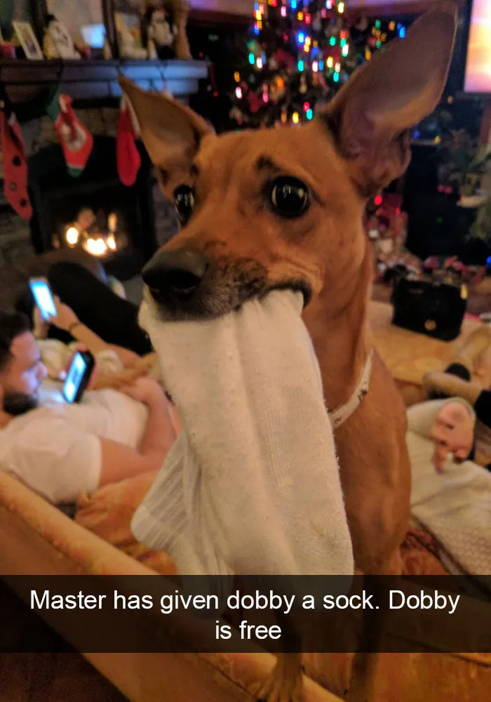 175 Hilarious Animal Snapchats Guaranteed To Make You Laugh Out Loud