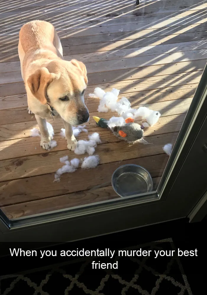 175 Hilarious Animal Snapchats Guaranteed To Make You Laugh Out Loud