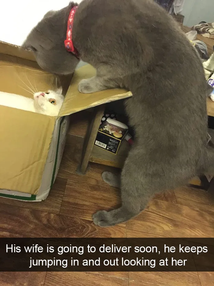 175 Hilarious Animal Snapchats Guaranteed To Make You Laugh Out Loud
