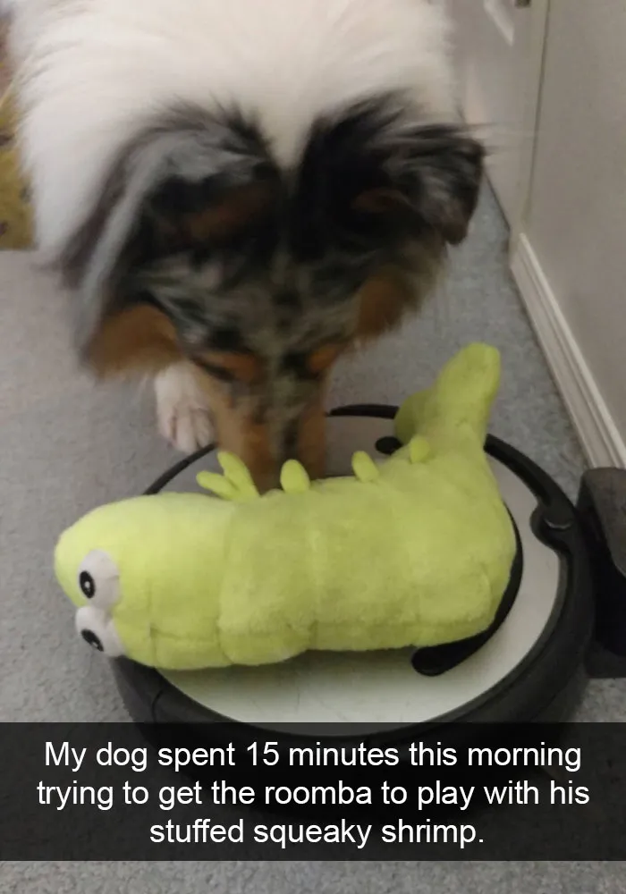 175 Hilarious Animal Snapchats Guaranteed To Make You Laugh Out Loud