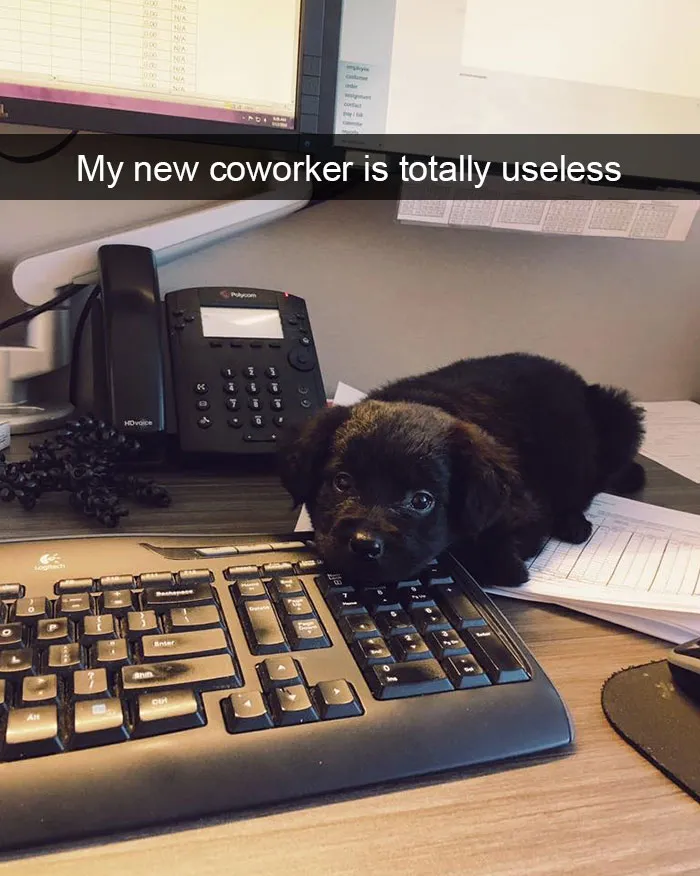 175 Hilarious Animal Snapchats Guaranteed To Make You Laugh Out Loud