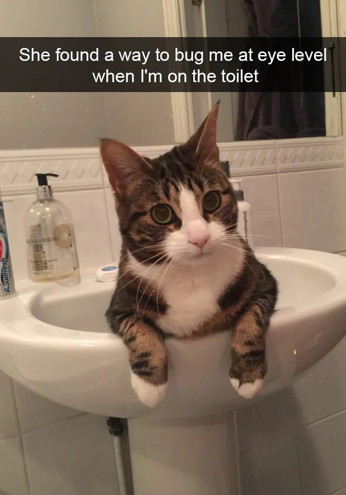 175 Hilarious Animal Snapchats Guaranteed To Make You Laugh Out Loud