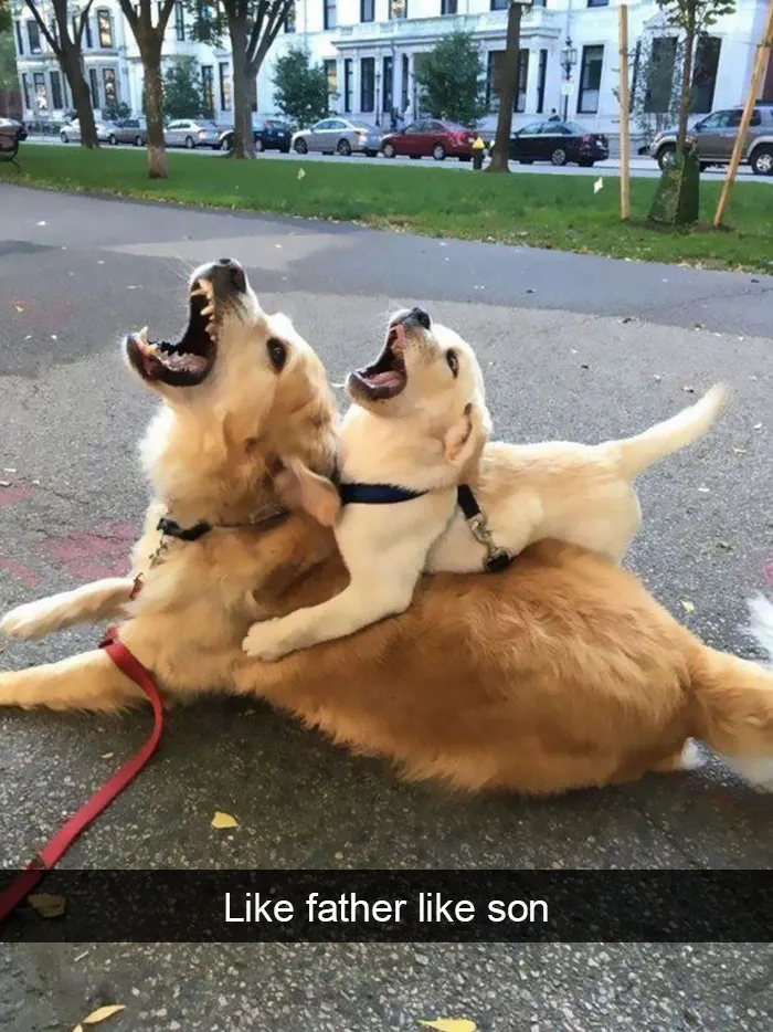 175 Hilarious Animal Snapchats Guaranteed To Make You Laugh Out Loud