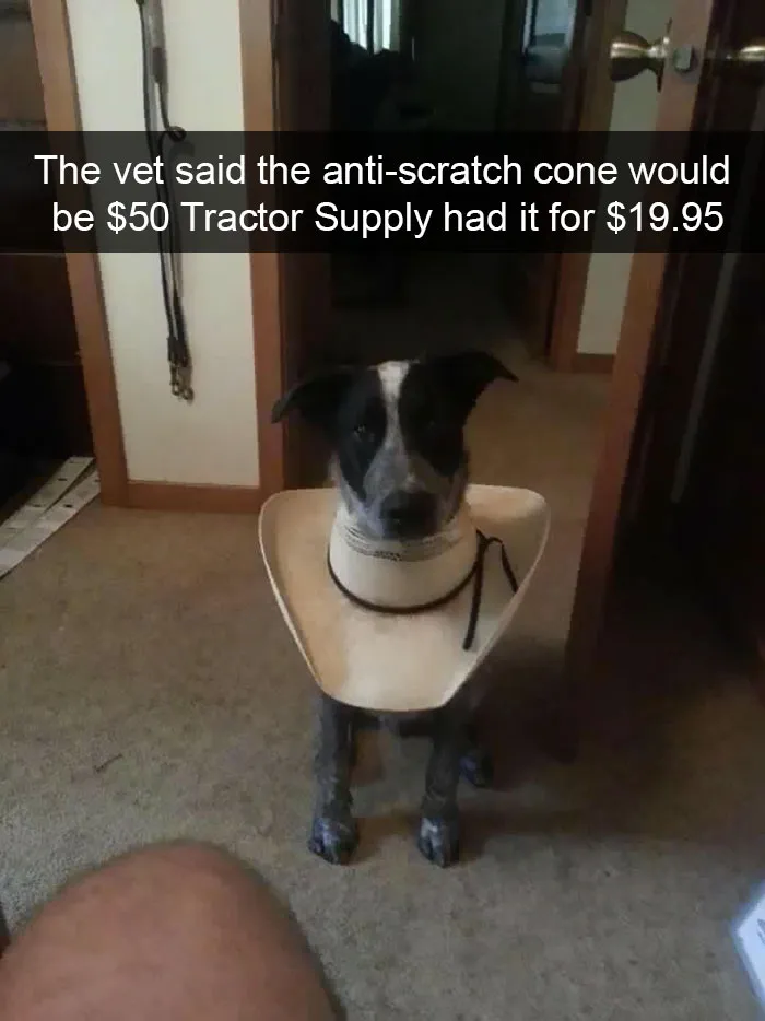 175 Hilarious Animal Snapchats Guaranteed To Make You Laugh Out Loud