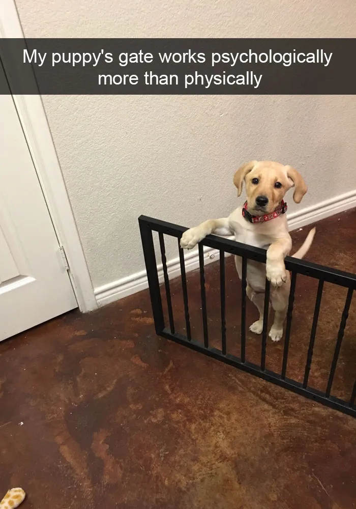 175 Hilarious Animal Snapchats Guaranteed To Make You Laugh Out Loud