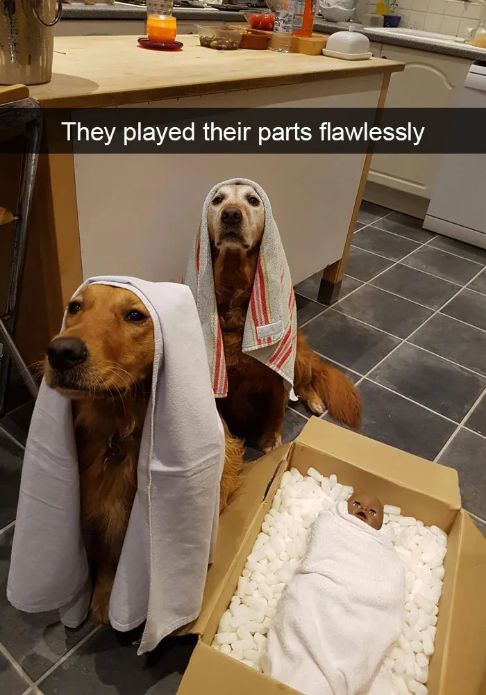 175 Hilarious Animal Snapchats Guaranteed To Make You Laugh Out Loud