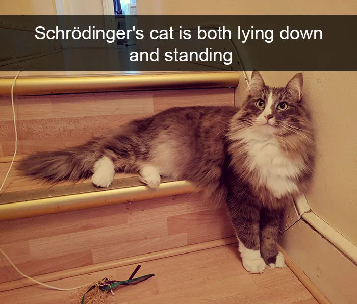 175 Hilarious Animal Snapchats Guaranteed To Make You Laugh Out Loud