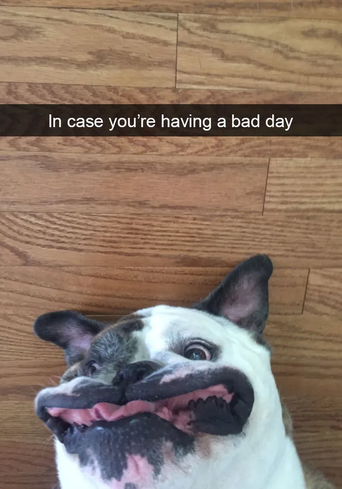 175 Hilarious Animal Snapchats Guaranteed To Make You Laugh Out Loud
