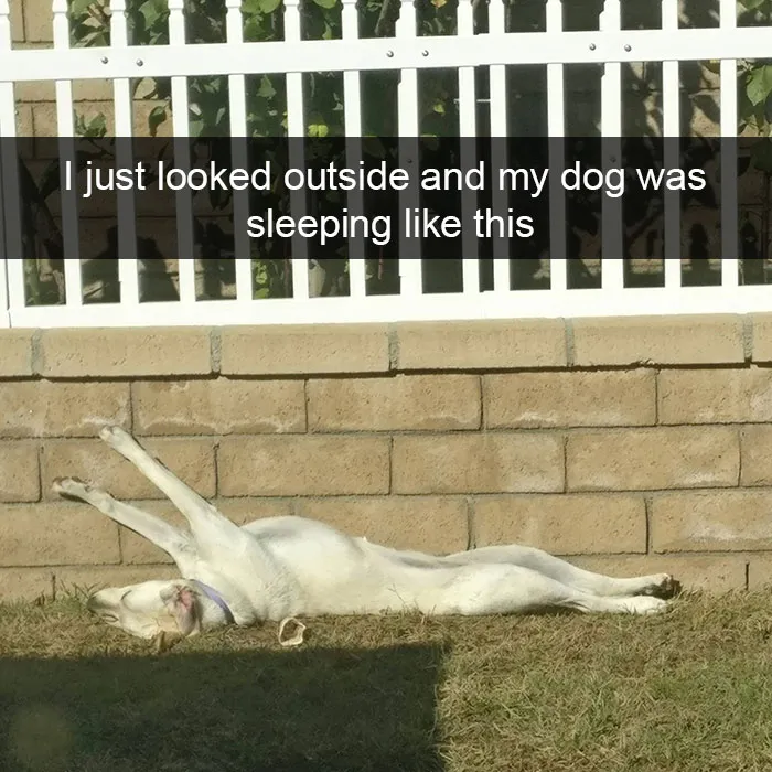 175 Hilarious Animal Snapchats Guaranteed To Make You Laugh Out Loud