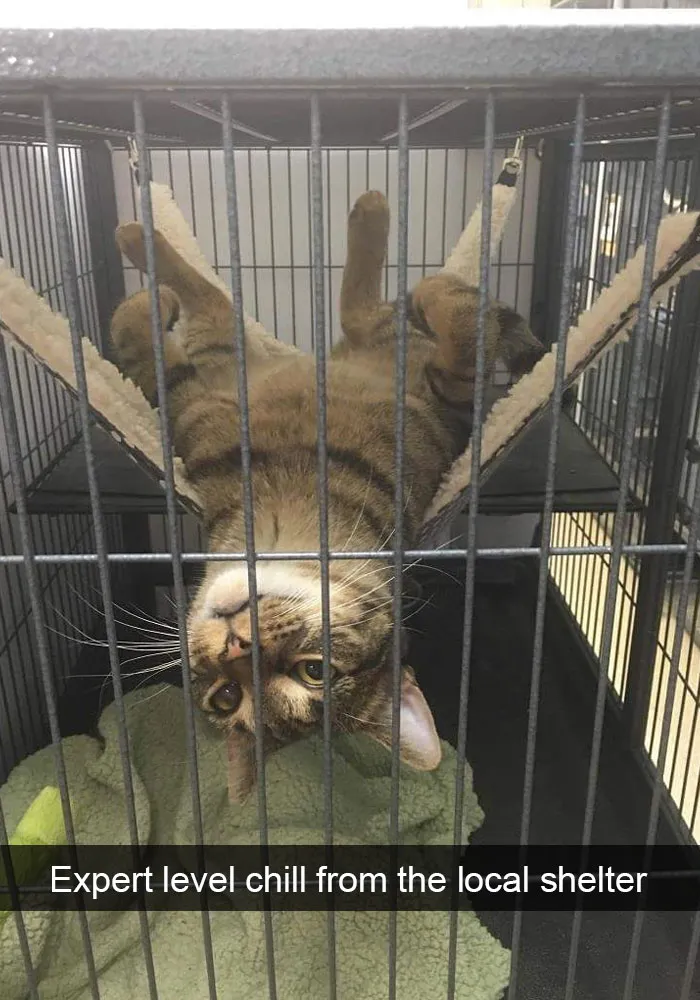 175 Hilarious Animal Snapchats Guaranteed To Make You Laugh Out Loud