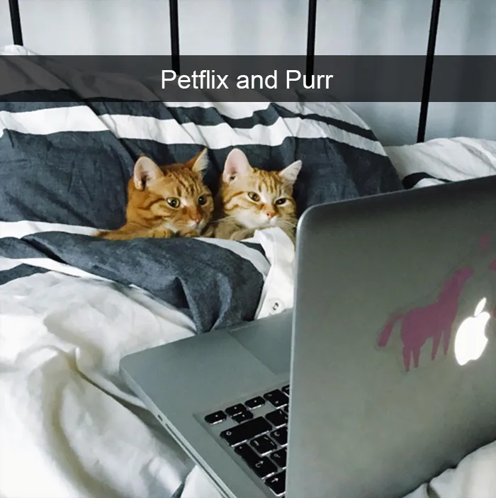 175 Hilarious Animal Snapchats Guaranteed To Make You Laugh Out Loud