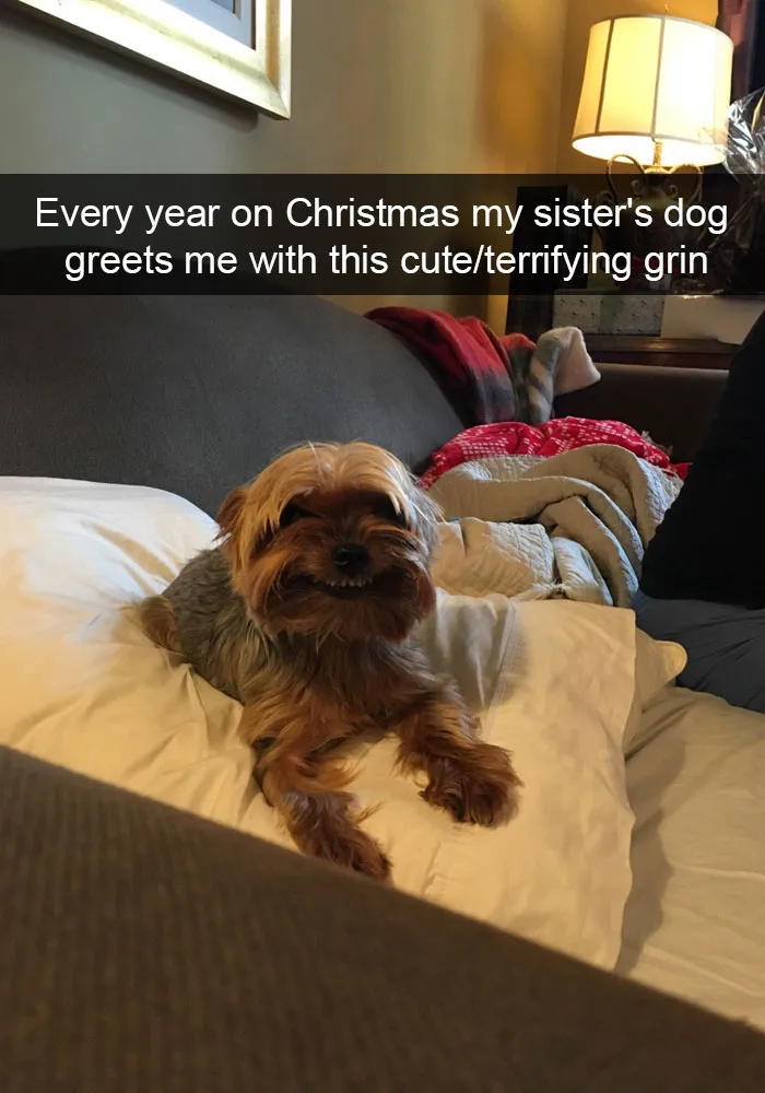 175 Hilarious Animal Snapchats Guaranteed To Make You Laugh Out Loud