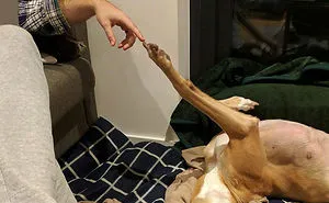 175 Hilarious Animal Snapchats Guaranteed To Make You Laugh Out Loud