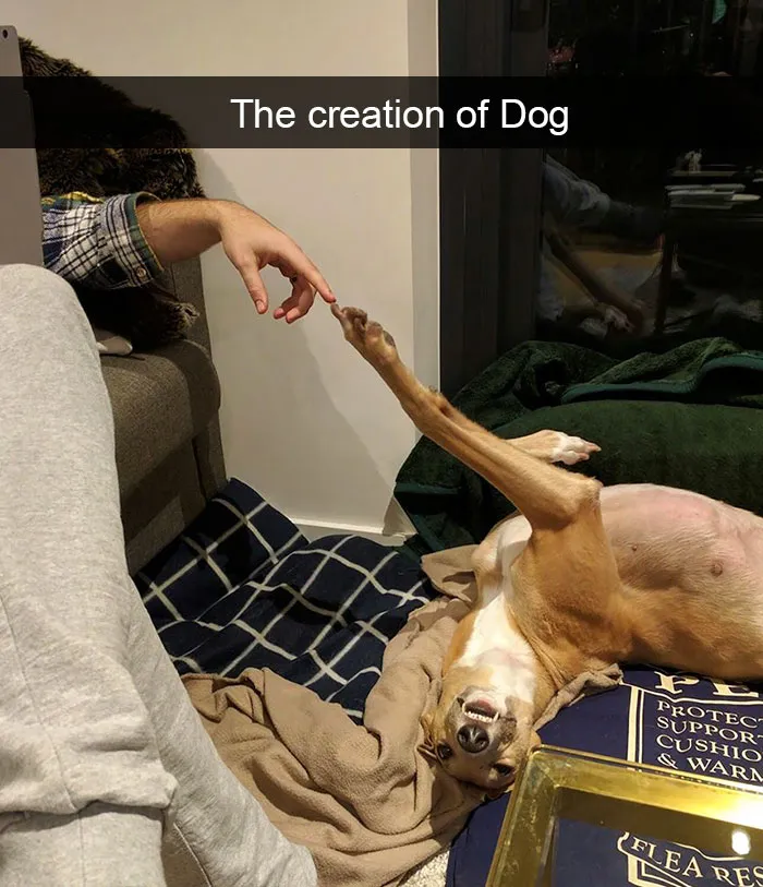 175 Hilarious Animal Snapchats Guaranteed To Make You Laugh Out Loud