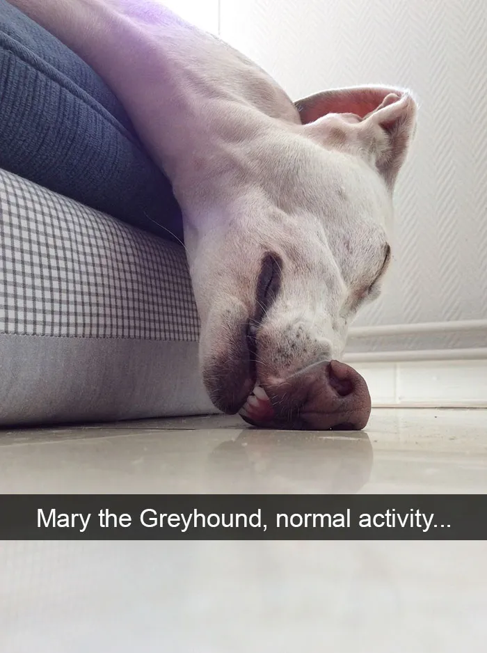 175 Hilarious Animal Snapchats Guaranteed To Make You Laugh Out Loud