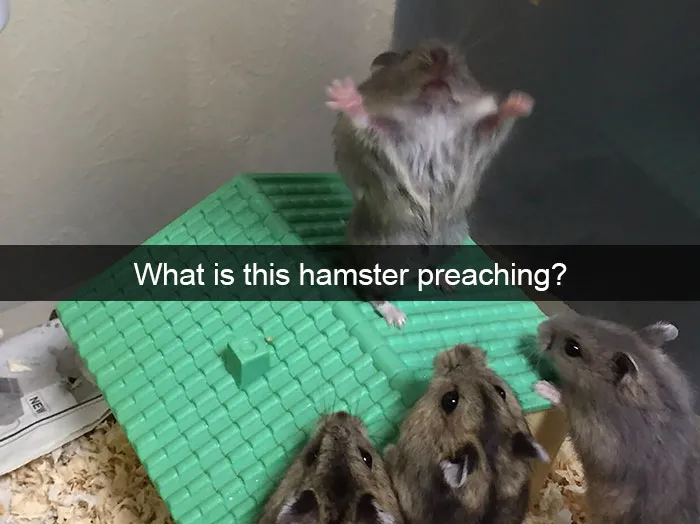 175 Hilarious Animal Snapchats Guaranteed To Make You Laugh Out Loud