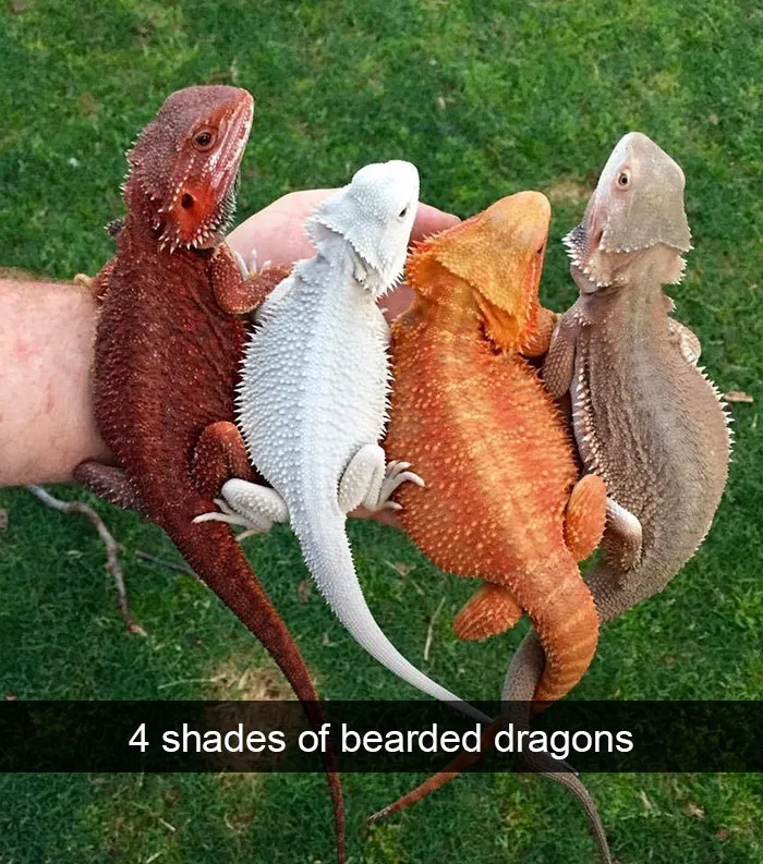 175 Hilarious Animal Snapchats Guaranteed To Make You Laugh Out Loud