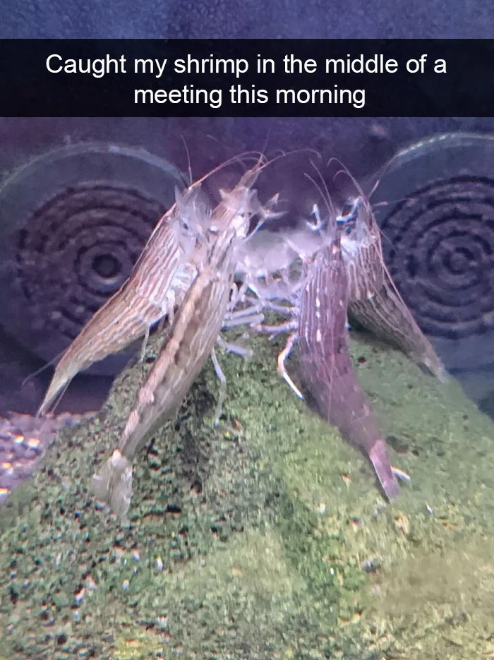 175 Hilarious Animal Snapchats Guaranteed To Make You Laugh Out Loud