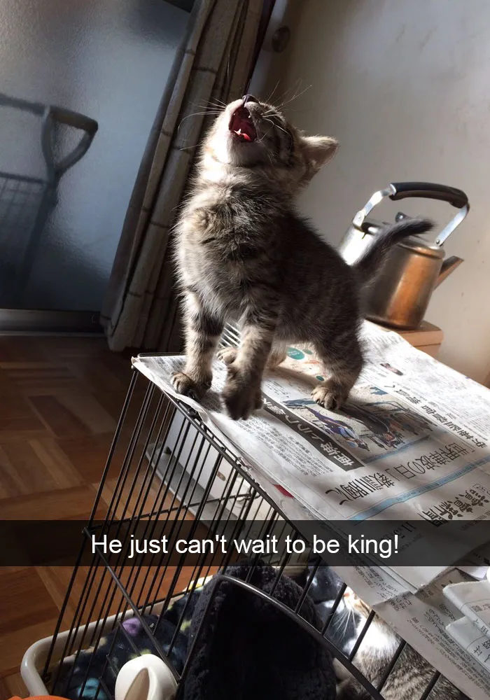 175 Hilarious Animal Snapchats Guaranteed To Make You Laugh Out Loud