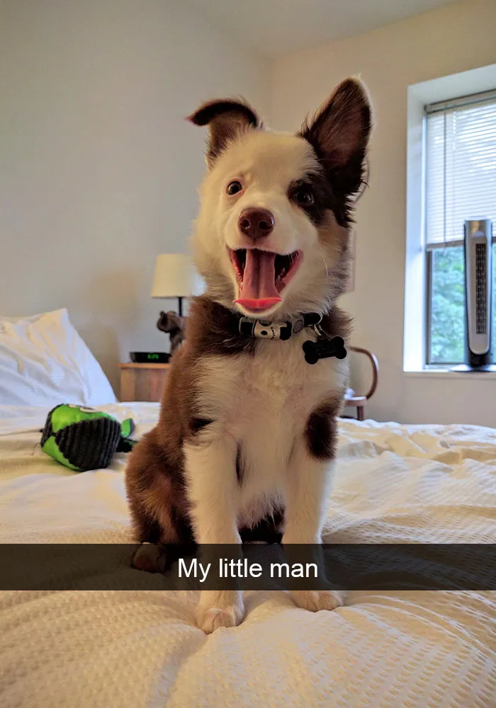 175 Hilarious Animal Snapchats Guaranteed To Make You Laugh Out Loud