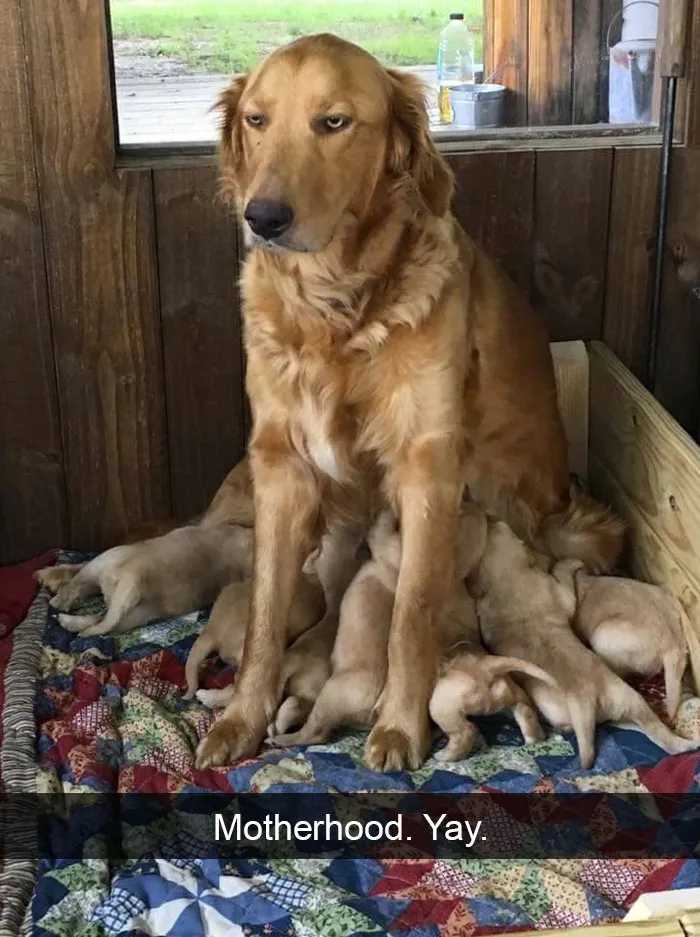 175 Hilarious Animal Snapchats Guaranteed To Make You Laugh Out Loud