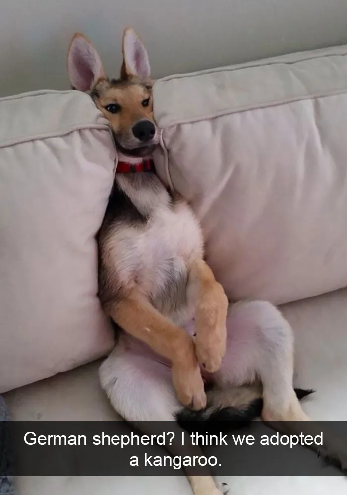 175 Hilarious Animal Snapchats Guaranteed To Make You Laugh Out Loud