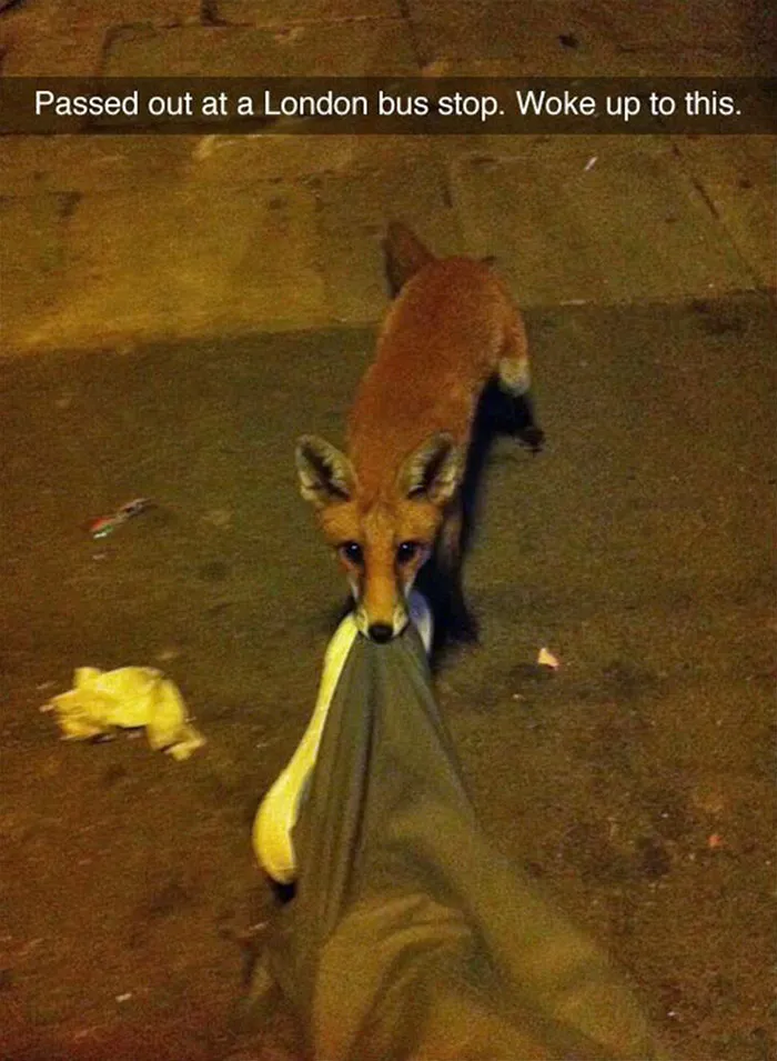 175 Hilarious Animal Snapchats Guaranteed To Make You Laugh Out Loud