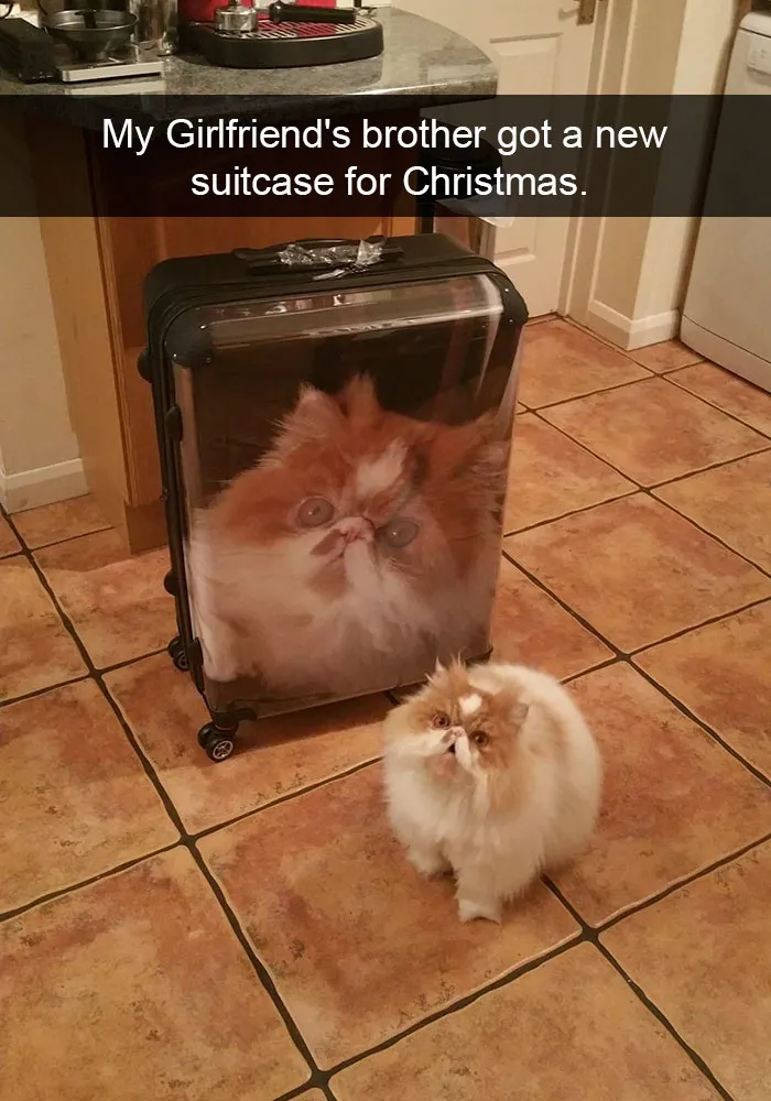 175 Hilarious Animal Snapchats Guaranteed To Make You Laugh Out Loud
